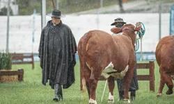 Expointer abre os portões para as estrelas da festa