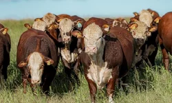 Nasce o primeiro animal Black Hereford no Brasil