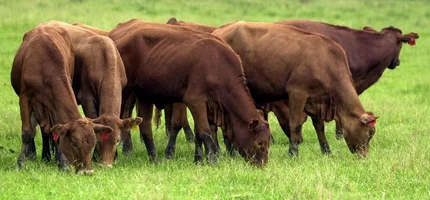 Embrapa participa de seminário internacional