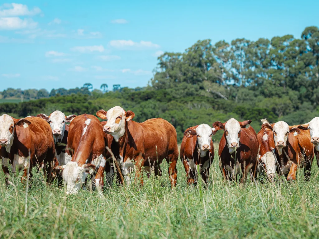 ABHB revela avanço nos registros genealógicos das raças