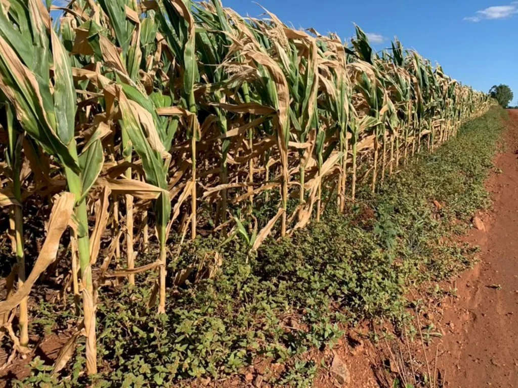 Quebra é de quase 60% no milho sequeiro e de 24% na soja