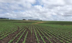 Diferenças entre federações partidárias e coligações