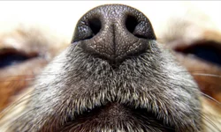 Bete Infantini é a homenageada do aniversário do IMBA