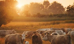 Bagé terá campanha de conscientização sobre aleitamento