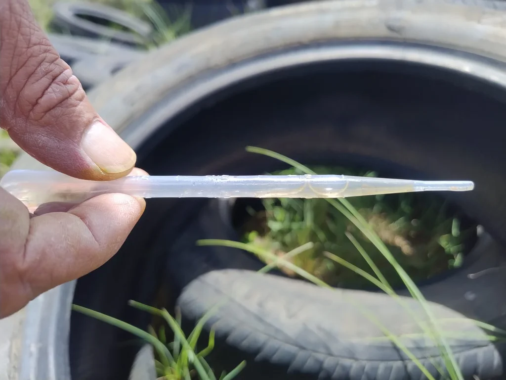 Focos de Aedes aegypti são identificados em 10 bairros