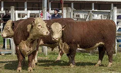 Jurados das raças Hereford e Braford são definidos
