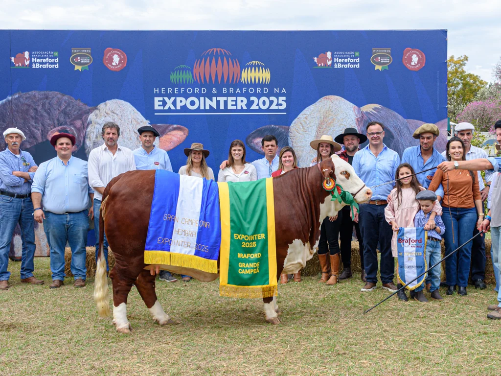 Cabanha de Livramento conquista grandes campeonatos Braford