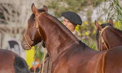 Morfologia do Cavalo Crioulo abre a temporada de finais
