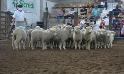 Amplia consumo de sêmen Angus produzido no país