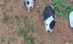 PSB de Bagé elege novo presidente