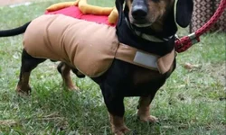 Unipampa homenageia “Quatro Troncos Missioneiros” Honoris Causa