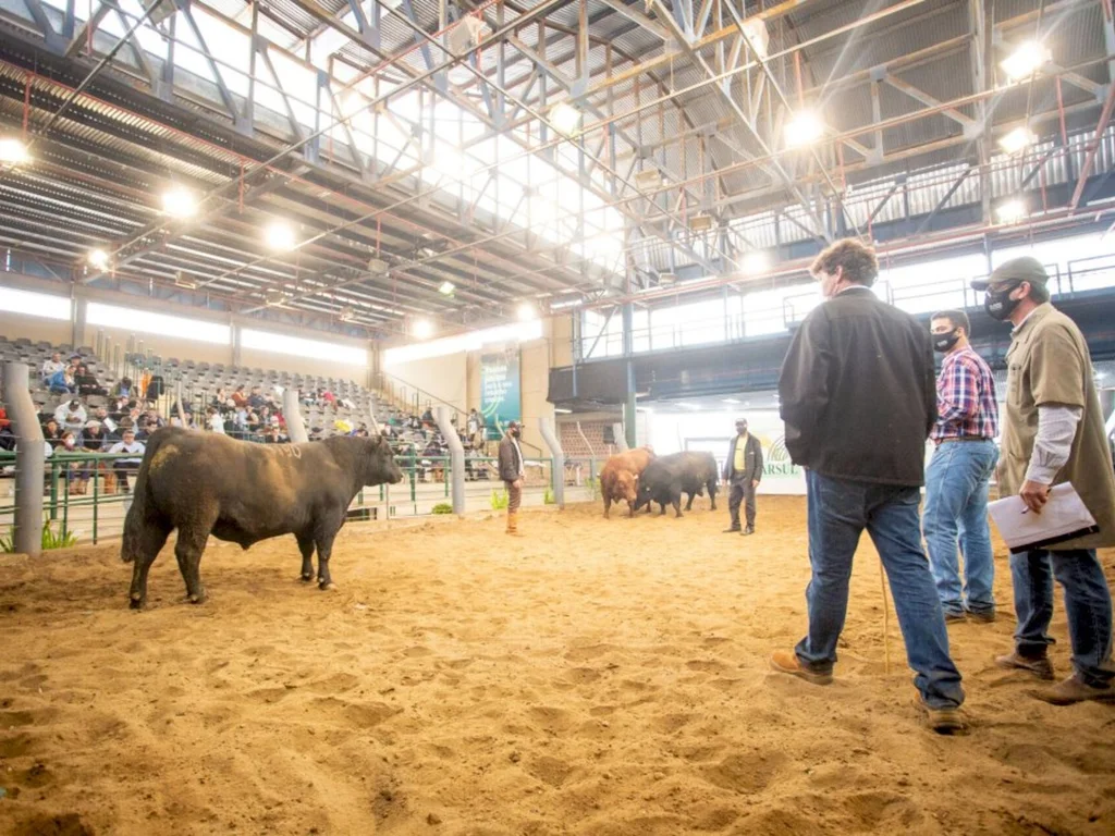 Angus apresenta novidade na Expointer 2022