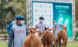 ANC abre inscrições de exemplares para a Expointer 2022