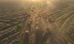 Mundial Braford terá julgamentos e palestras no Parque Assis Brasil