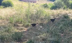 Quebra na lavoura do milho chega a 60% na região