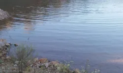 Pandemia contribui para elevação dos índices de violência contra a mulher