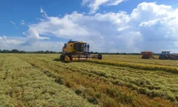 Produtores gaúchos poderão vender arroz à Conab a partir de abril
