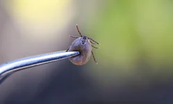 Conselho Rural discute controle de carrapato e incentivos para produtores