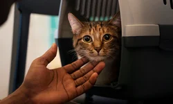 Viajar com animais exige atenção ao bem-estar dos pets