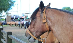 Média geral da feira contabiliza aumento superior a 6%
