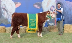 Bagé é destaque no calendário oficial de feiras agropecuárias