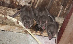 Prêmio valoriza produtores de leite