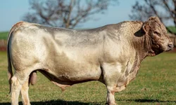 Desfile dos campeões marca abertura oficial da Expointer
