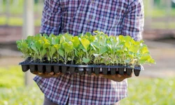 Cadastro para agricultores é atualizado