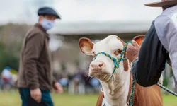 PampaPlus antecipa prazo