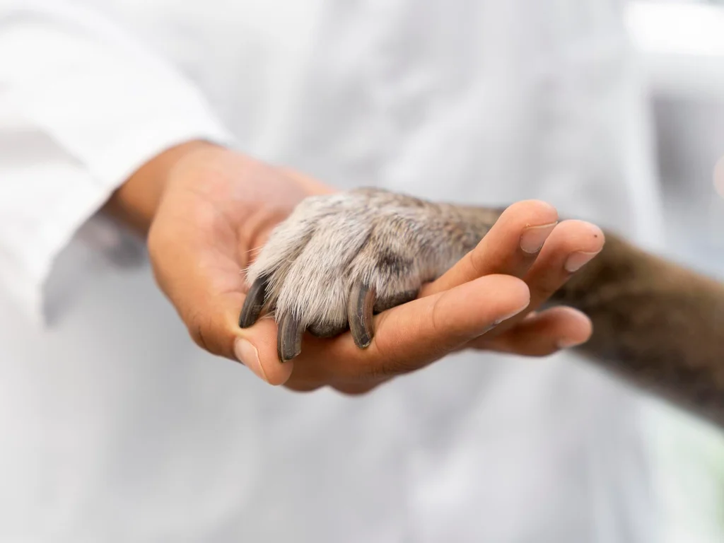 Prefeitura abre seleção para contratação de veterinários