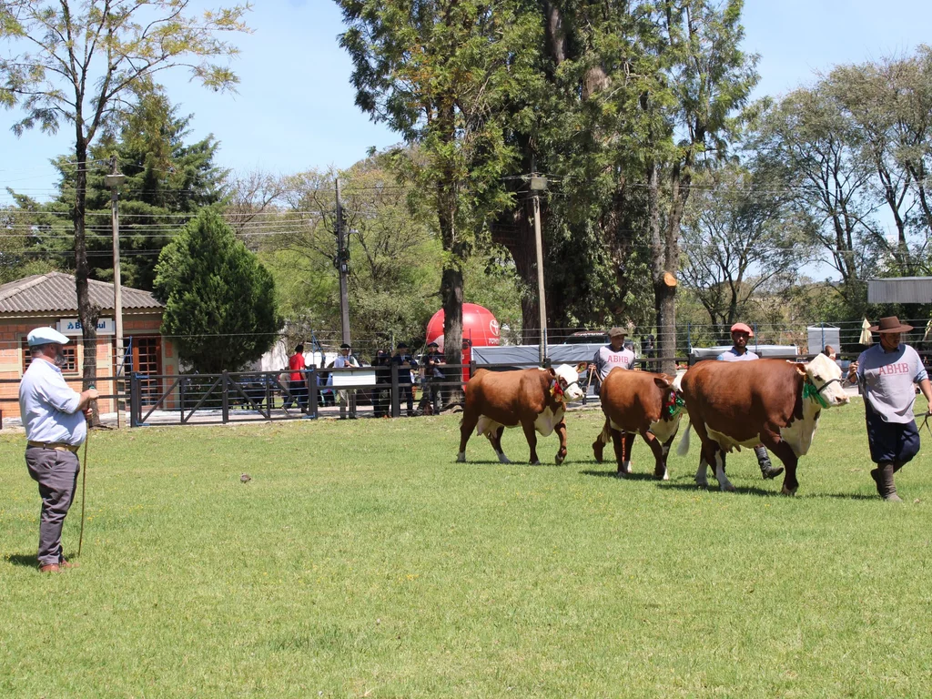 Feiras de primavera de Hereford e Braford atraem expositores e criadores