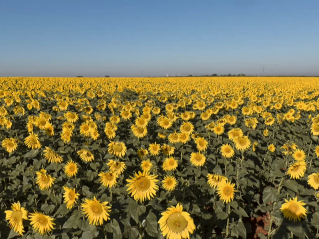 Lugares perfeitos para visitar durante a primavera
