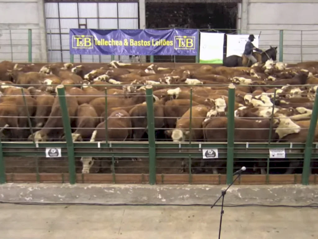 Remates das raças Hereford faturam mais de R$ 6 milhões