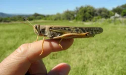 A volta dos gafanhotos