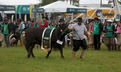 Feovelha começa nesta quinta-feira em Pinheiro Machado