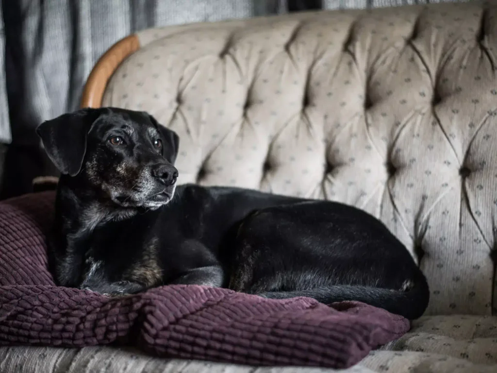 Fevereiro roxo incentiva cuidado com animais idosos