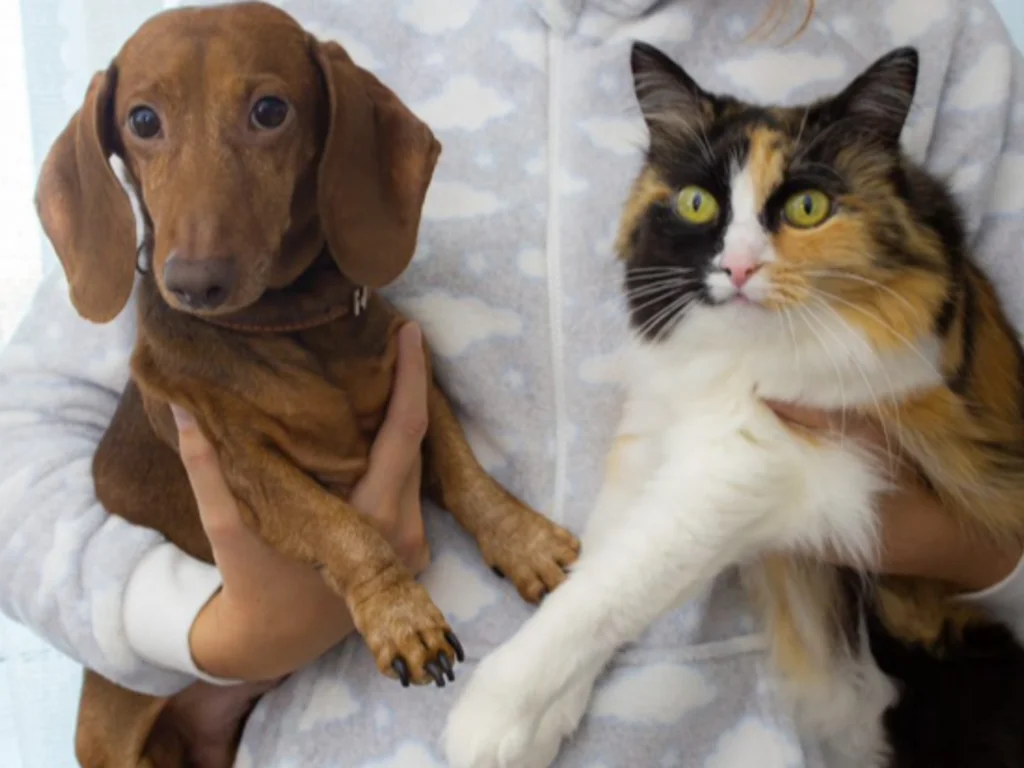 Dia marca importância da luta contra a raiva