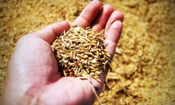 Produtores gaúchos poderão vender arroz à Conab a partir de abril