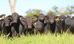 Oitavo Simpósio de Bovinocultura terá programação internacional