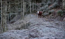 Santa Thereza: um tributo a Ierecê Moglia