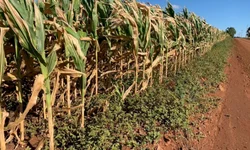 Dados apontam evolução das lavouras de grão