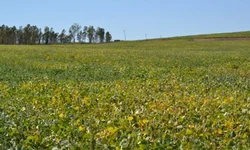 Golpes ultrapassam  R$ 1 milhão  em Bagé