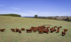 Médias da temporada de primavera devem crescer 20%