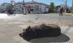 Alerta é para período de infestações de carrapatos