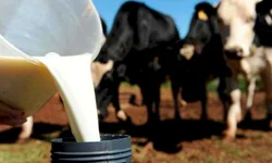 Associação e Embrapa  divulgam resultados  de pesagem