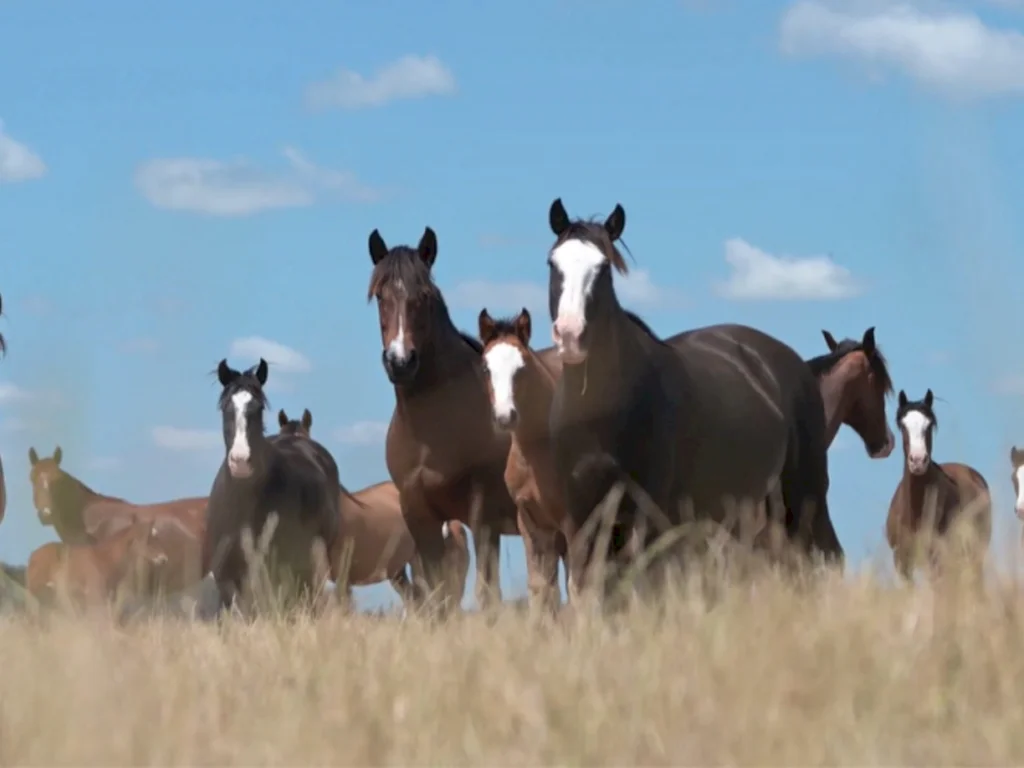 Presidente diz que ano foi de superação para raça Crioula