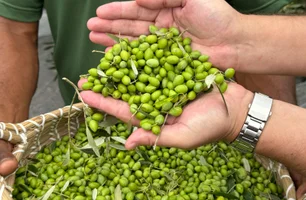 Colheita oficial de azeitonas marca novo momento da olivicultura