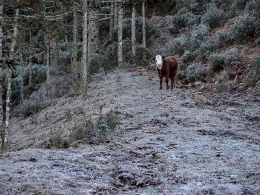 Previsão é de geadas nos próximos dias