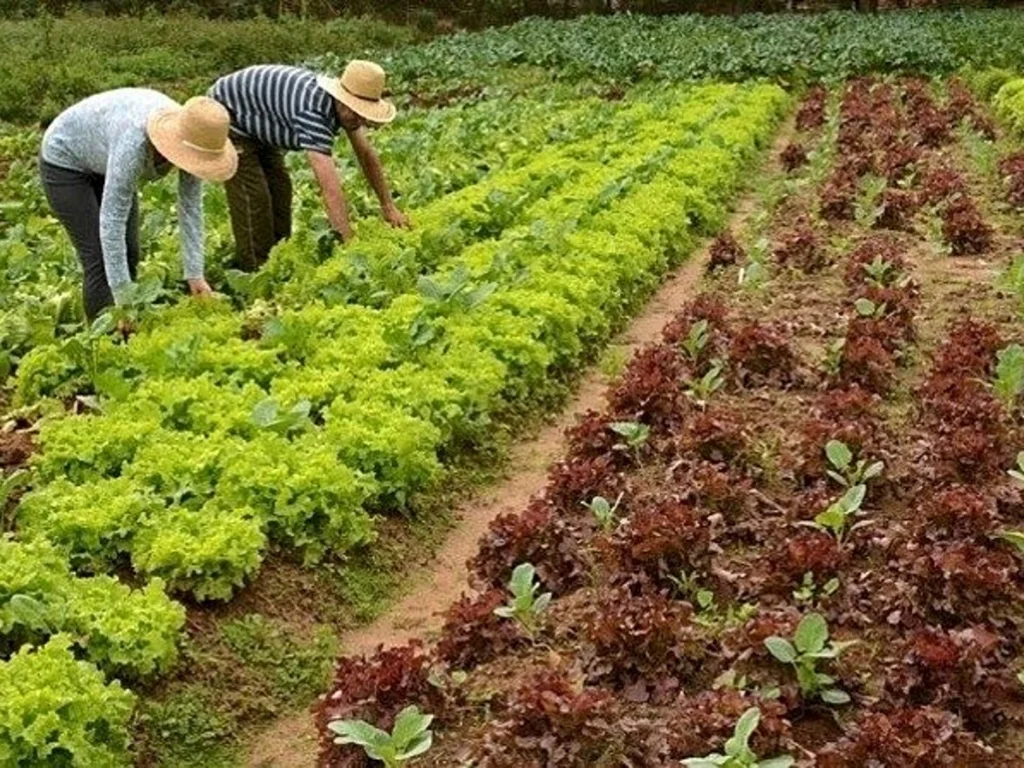 PNCF Empreendedor é disponibilizado aos agricultores