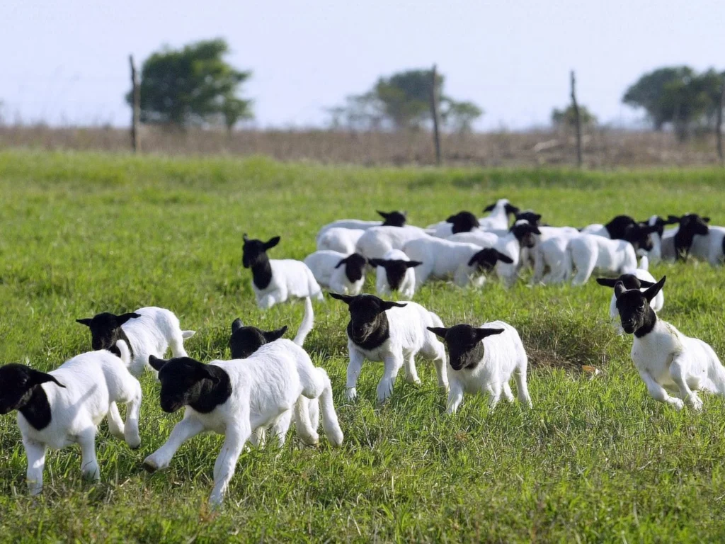 Comercialização de ovinos triplica e setor projeta crescimento para 2025